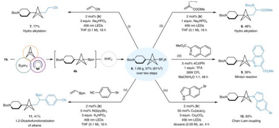 Fig. 3BCP-BF3K的合成及其光氧化还原转化（图片来源：Nat. Chem.）